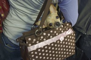 wygodna torba do transportu psa